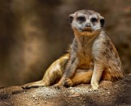199 - MEERKAT - COMUNALE BRITTANY - united states